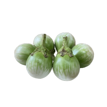 Several fresh Thai round eggplants (Makhuea Pro)