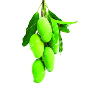 A bunch of Mamuang Puang mangoes, known for their sweet, juicy flavor, ideal for fresh eating or Thai culinary recipes.