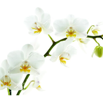 White Orchid – Edible Thai flower commonly used for food decoration and cultural events.