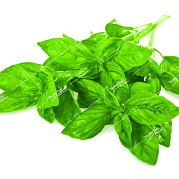 Fresh Hairy Basil Leaves (Bai Mang Luk) – aromatic Thai herb for soups and curries.