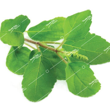 Fresh Holy Basil Leaves (Bai Krapow) – perfect for Thai stir-fries, especially Pad Krapow.