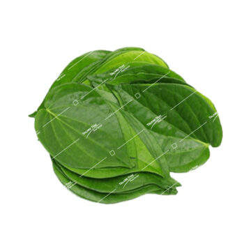 Fresh Betel Leaves (Bai Plu) for chewing with betel nut or religious offerings