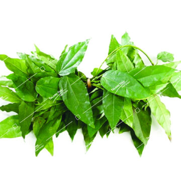 Bai Yah Nang Yanang Leaf - Fresh Thai herb for authentic Thai cooking.