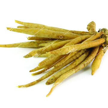 Fresh Galingale / Kaempfer / Fingerroot (Krachai) bunch