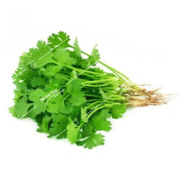 Fresh Thai coriander (Pak Chee Thai) – an essential herb for Thai cooking and garnishing.