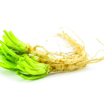 CORIANDER ROOT (RAK PAK CHEE THAI)