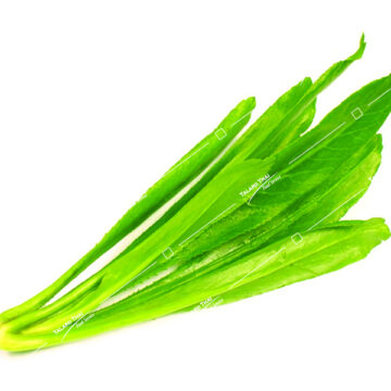 Fresh Thai parsley (Pak Chee Farang) – ideal for Thai salads, soups, and garnishes.