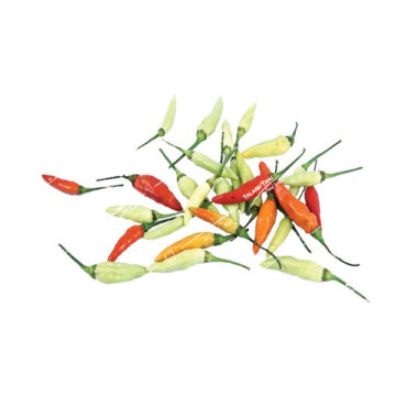 Bright red Prik Ka Riang Lao small chili peppers carefully displayed, highlighting their vibrant color and intense, fiery culinary potential.