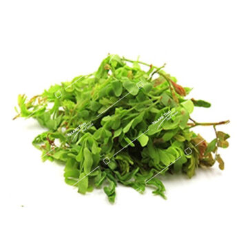 Bunch of Fresh Young Tamarind Leaves (Bai Makam On)