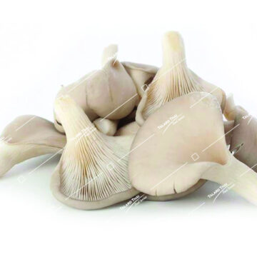 OYSTER MUSHROOM (HED NANG FAH)