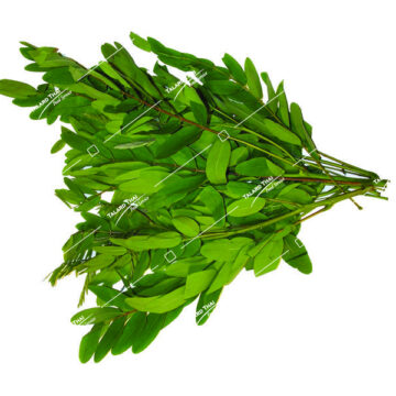 Bunch of Fresh Bai Kee Lek (Cassia Leaves)