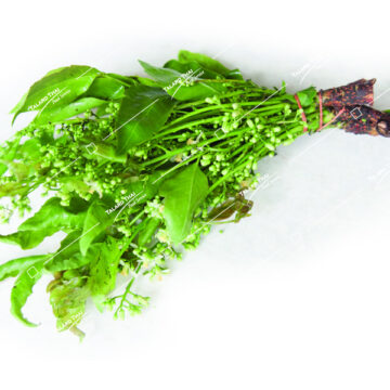 Fresh Neem Flowers (Dok Sadao) – a bitter and aromatic ingredient for Thai salads and soups.
