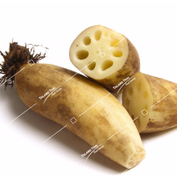Fresh lotus root (Rak Bua) – a crunchy and nutritious ingredient for Thai and Asian dishes.
