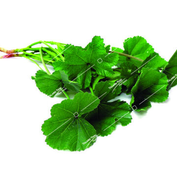Bunch of Fresh Asiatic Pennywort Leaves (Gotu Kola), 100g