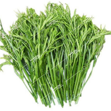 Yord Kra Tin White Popinac Pod – A Thai herbal product known for detoxification and aiding digestion, contributing to overall health and wellness.