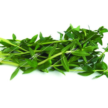Fresh finger grass (Pak Ka Yang) – a healthy and flavorful Thai vegetable for soups and stir-fries.