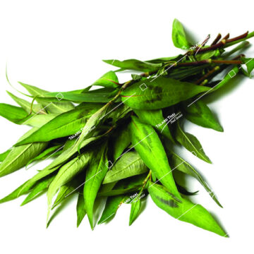 Fresh Praew Leaf (Adhahpushpi) – a fragrant Thai herb for cooking and herbal uses.