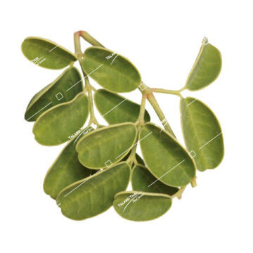 Bai Marum Moringa Leaf – Nutritious moringa leaf, rich in vitamins and minerals. Ideal for enhancing dishes like soups, salads, and smoothies with natural health benefits