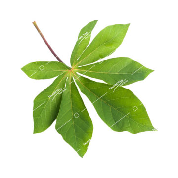 Bai Man Sumpahlang Cassava Leaves - Fresh Thai leaves for authentic Thai cooking. Ideal for curries and soups.