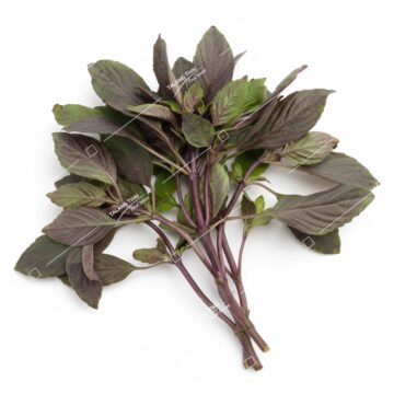 Bunch of Fresh Red Holy Basil (Bai Krapow Daeng) for Pad Krapow, 100g